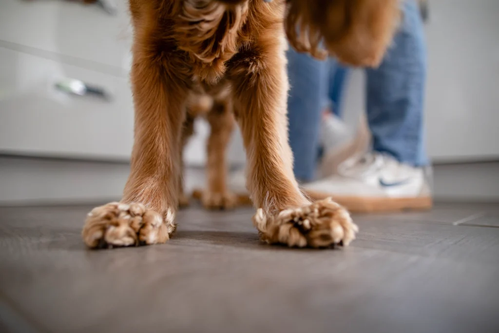 Close-up of dog paws on clean, durable flooring—illustrating the type of surface protection BioBond floor coatings are designed to provide