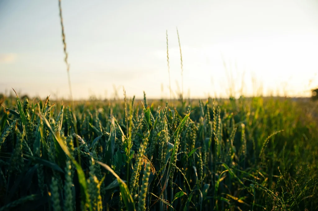 Close-up of grain crops growing in a field at sunrise, representing plant-based feedstocks used in advanced materials technology.